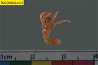 藏品(寄居蟹)的圖片
